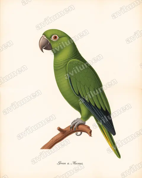 Vintage plate illustration: Ara ambiguus (Great Green Macaw)