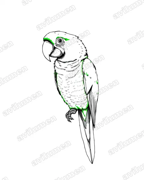 Ink illustration: Ara ambiguus (Great Green Macaw)