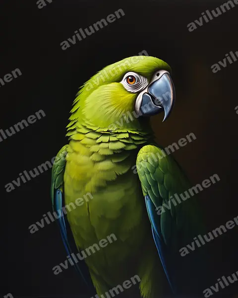 Oil illustration: Ara ambiguus (Great Green Macaw)