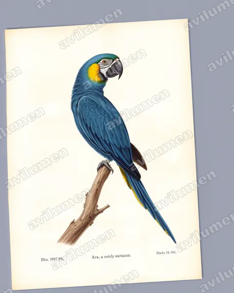 Ilustración en Lámina antigua: Ara ararauna (Guacamayo azul y amarillo)