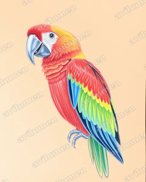 Ilustración en Lápiz de color: Ara autocthones (Ara autochtones)