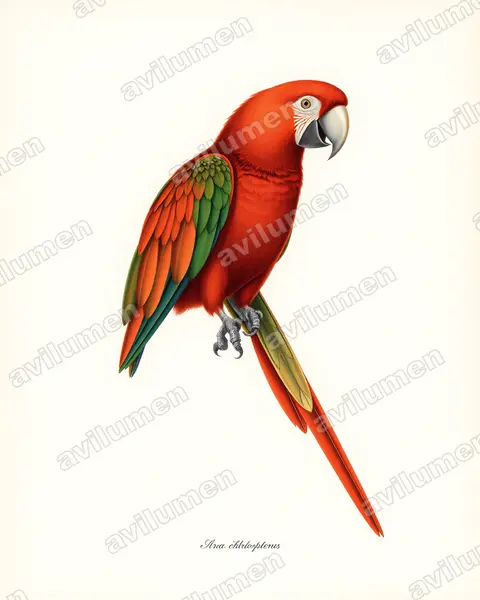 Illustration Planche ancienne : Ara chloropterus (Ara chloroptère)