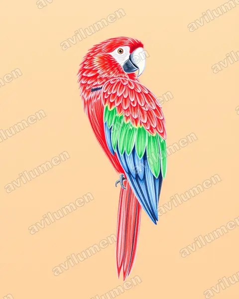 Illustration Crayon de couleur : Ara chloropterus (Ara chloroptère)