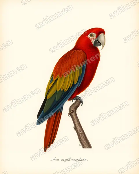 Ilustración en Lámina antigua: Ara erythrocephala (Guacamayo jamaicano verdiamarillo)