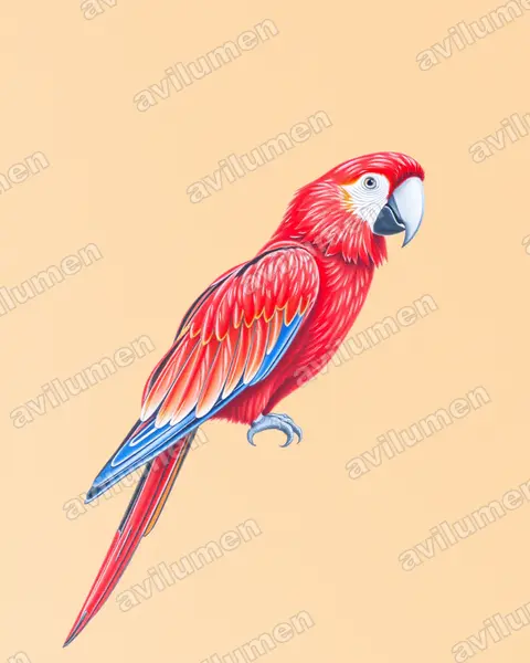 Ilustración en Lápiz de color: Ara erythrocephala (Guacamayo jamaicano verdiamarillo)