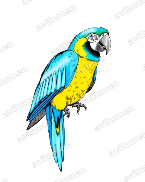 Ink illustration: Ara glaucogularis (Blue-throated Macaw)