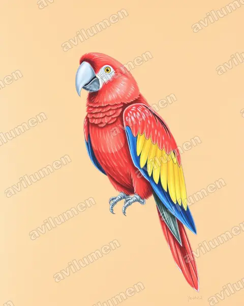Illustration Crayon de couleur : Ara gossei (Jamaican Red Macaw)
