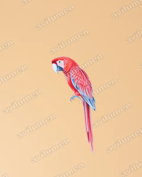 Ilustración en Lápiz de color: Ara macao (Guacamayo rojo)