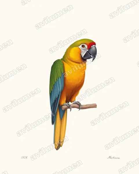 Illustration Planche ancienne : Ara martinica (Martinique Macaw)