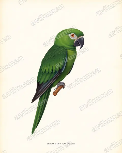 Illustration im Stil Historische Tafel: Kleiner Soldatenara (Ara militaris)