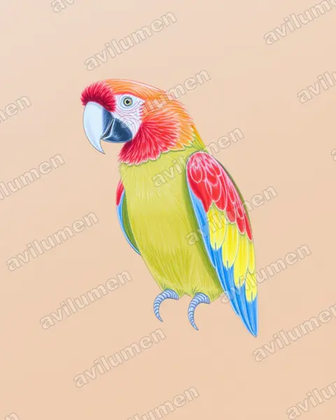 红额金刚鹦鹉（Ara rubrogenys）的彩色铅笔插画