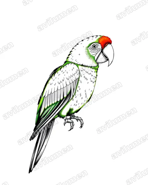 Illustration Encre : Ara severus (Ara vert)