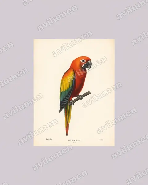 Ilustración en Lámina antigua: Ara tricolor (Guacamayo cubano)