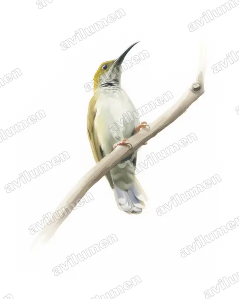 Ilustración en Acuarela: Arachnothera affinis (Arañero pechiestriado)