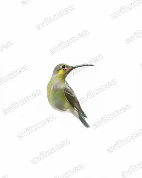 Yellow-eared Spiderhunter（Arachnothera chrysogenys）的水彩插画