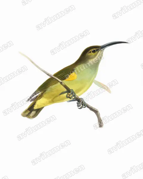 Watercolor illustration: Arachnothera crassirostris (Thick-billed Spiderhunter)