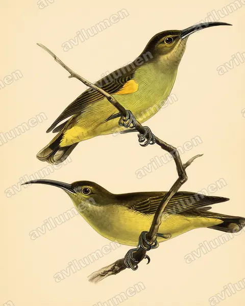 Vintage plate illustration: Arachnothera crassirostris (Thick-billed Spiderhunter)