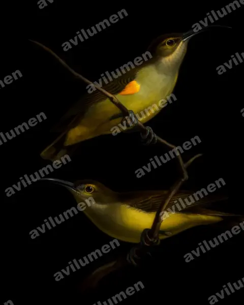 Oil illustration: Arachnothera crassirostris (Thick-billed Spiderhunter)