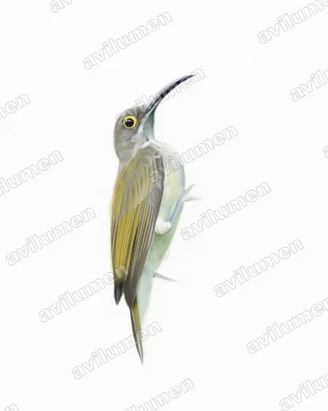 Illustration Aquarelle : Arachnothera dilutior (Arachnothère pâle)