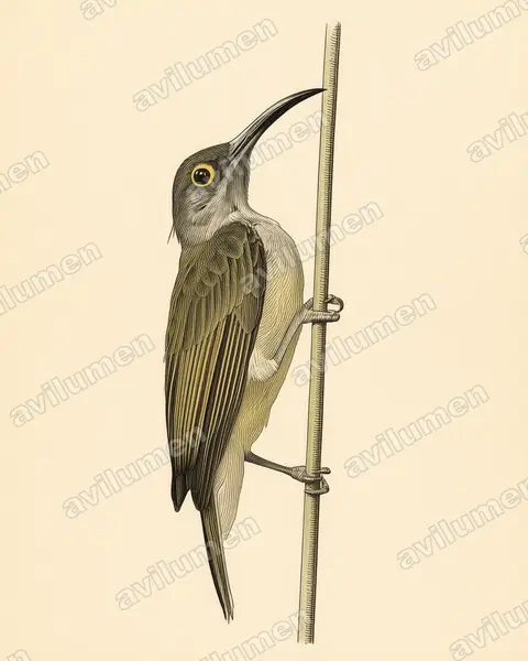 Illustration Planche ancienne : Arachnothera dilutior (Arachnothère pâle)