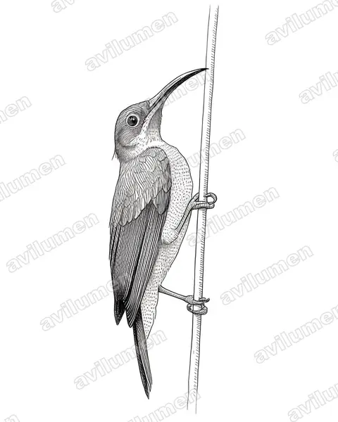 Illustration Encre : Arachnothera dilutior (Arachnothère pâle)