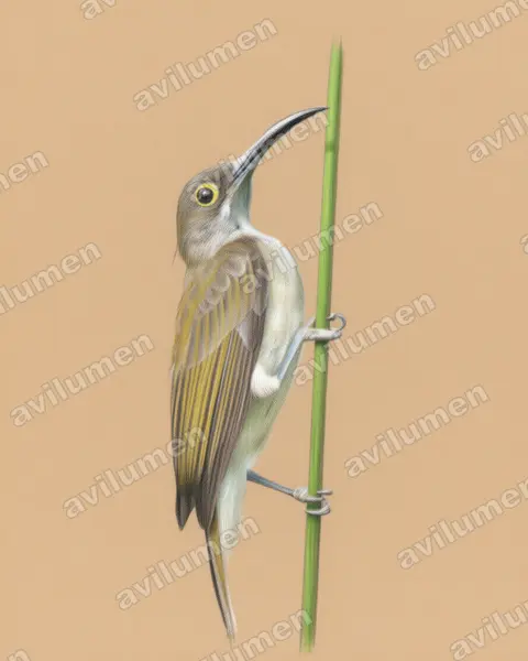 Illustration Crayon de couleur : Arachnothera dilutior (Arachnothère pâle)