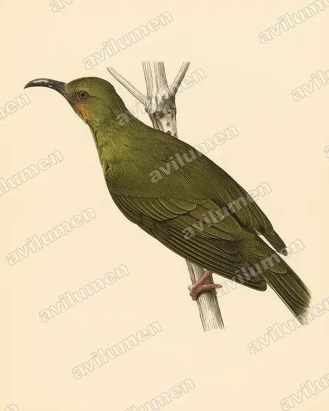Illustration im Stil Historische Tafel: Bornean Spiderhunter (Arachnothera everetti)