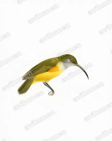 Watercolor illustration: Arachnothera flammifera (Orange-tufted Spiderhunter)