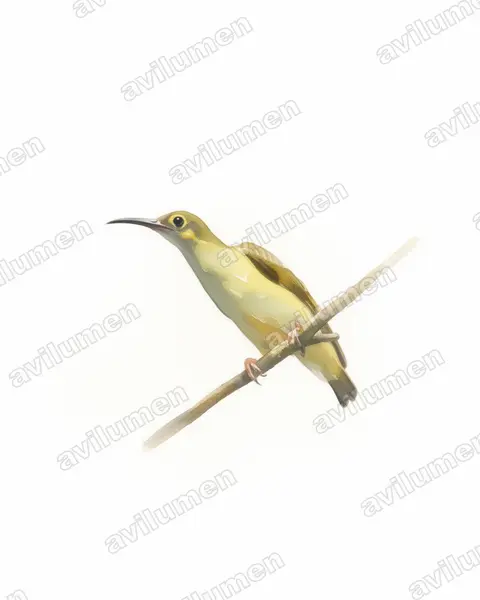 Illustration im Stil Aquarell: Spectacled Spiderhunter (Arachnothera flavigaster)