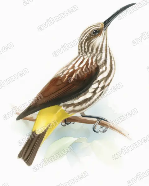 Watercolor illustration: Arachnothera juliae (Whitehead's Spiderhunter)