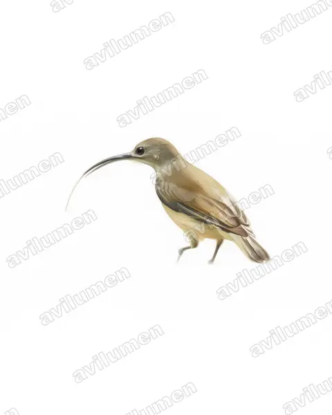 Watercolor illustration: Arachnothera longirostra (Little Spiderhunter)