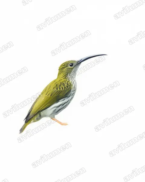 Illustration im Stil Aquarell: Streaked Spiderhunter (Arachnothera magna)