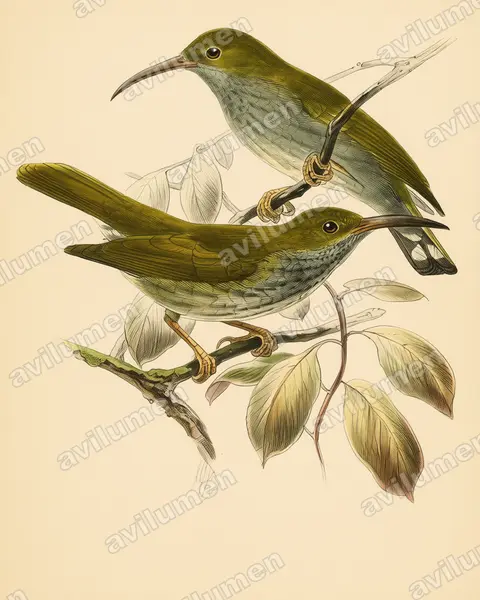 Grey-breasted spiderhunter（Arachnothera modesta）的古典图版插画