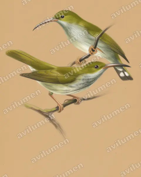 Grey-breasted spiderhunter（Arachnothera modesta）的彩色铅笔插画