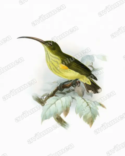 Watercolor illustration: Arachnothera robusta (Long-billed Spiderhunter)