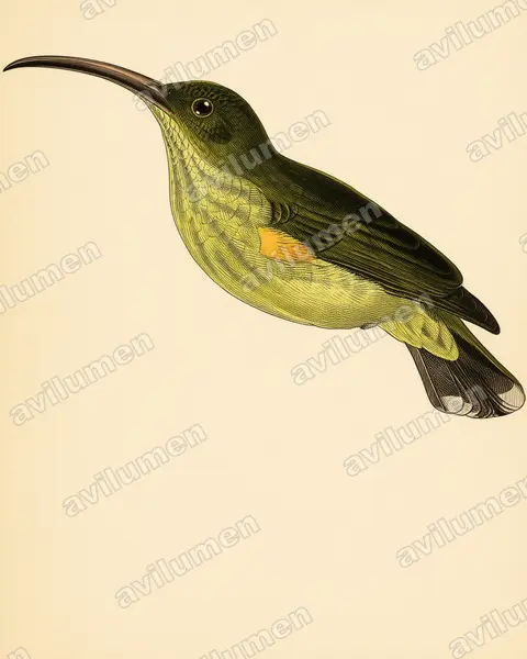 Vintage plate illustration: Arachnothera robusta (Long-billed Spiderhunter)