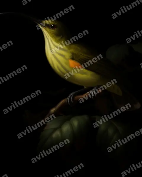 Oil illustration: Arachnothera robusta (Long-billed Spiderhunter)
