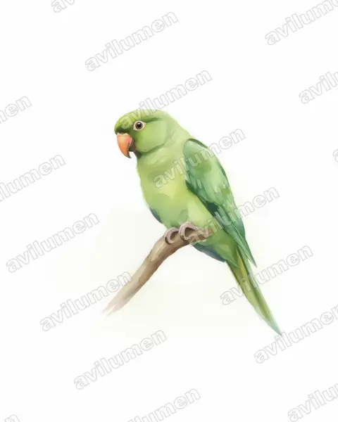 Illustration im Stil Aquarell: Socorrosittich (Aratinga brevipes)