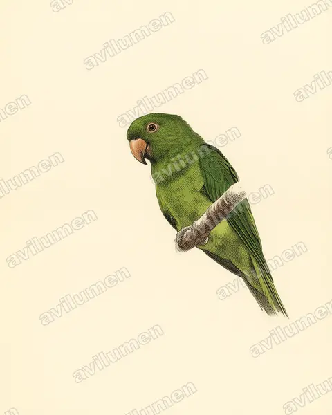 Illustration im Stil Historische Tafel: Socorrosittich (Aratinga brevipes)