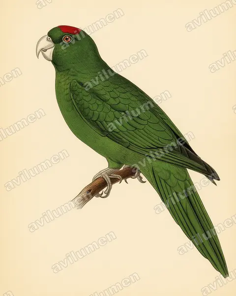 Illustration Planche ancienne : Aratinga labati (Aratinga labati)