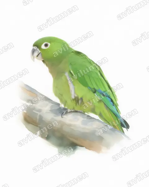 Olive-throated Parakeet（Aratinga nana）的水彩插画