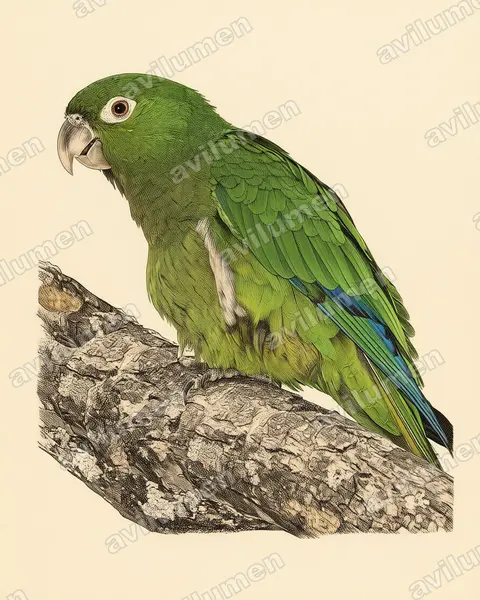Olive-throated Parakeet（Aratinga nana）的古典图版插画