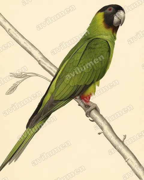 Ilustración en Lámina antigua: Aratinga nenday (Aratinga ñanday)