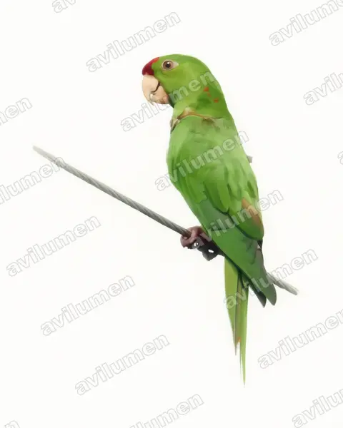 Scarlet-fronted Parakeet（Aratinga wagleri）的水彩插画