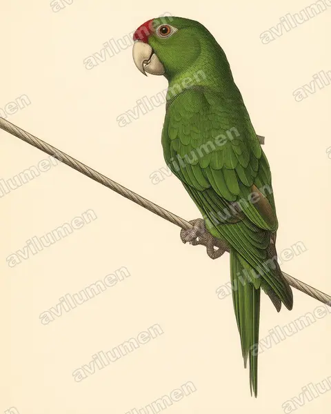 Scarlet-fronted Parakeet（Aratinga wagleri）的古典图版插画