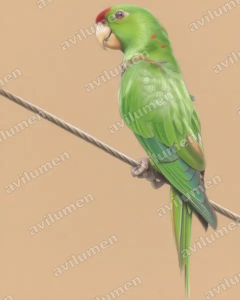 Scarlet-fronted Parakeet（Aratinga wagleri）的彩色铅笔插画