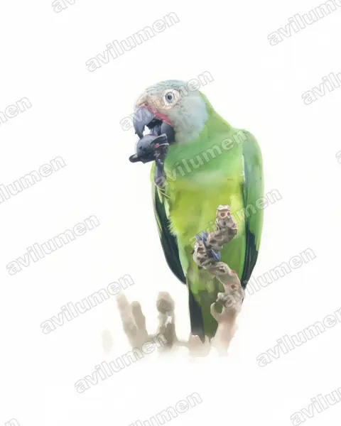 Dusky-headed Parakeet（Aratinga weddellii）的水彩插画