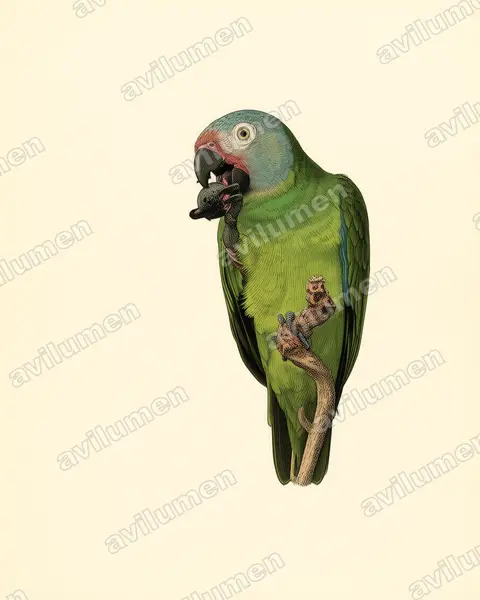 Dusky-headed Parakeet（Aratinga weddellii）的古典图版插画