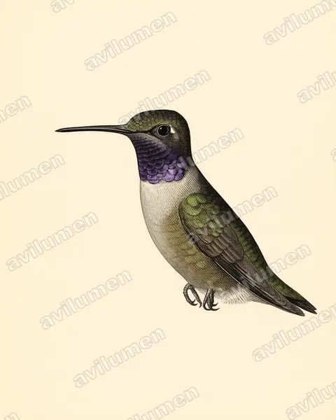 Ilustración en Lámina antigua: Archilochus alexandri (Colibrí gorginegro)
