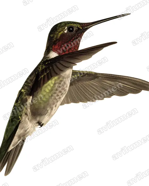 Illustration im Stil Historische Tafel: Rubinkehlkolibri (Archilochus colubris)